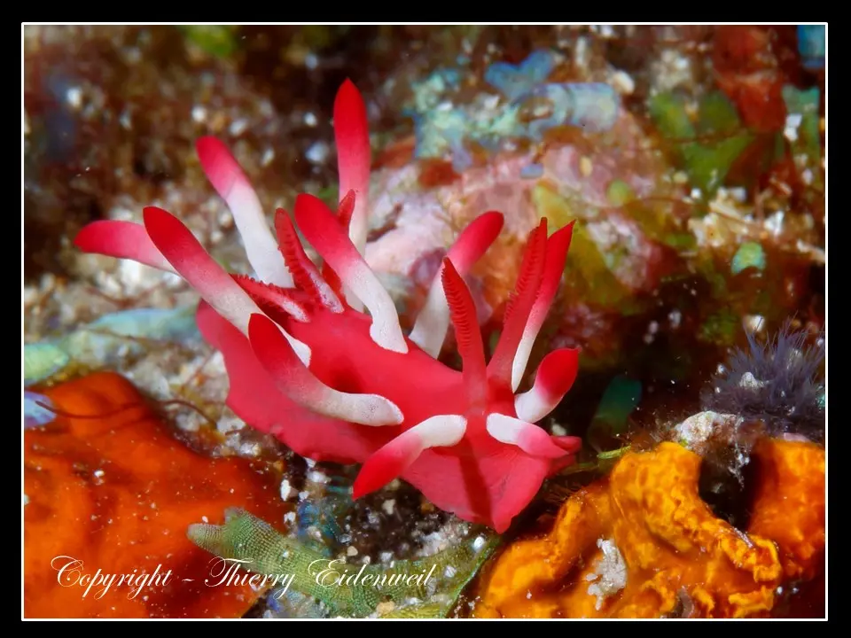 Anilao Macro Dive Media Highlight